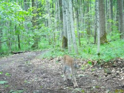 В калужском лесу запечатлели прогулку рыси В калужском лесу запечатлели прогулку рыси