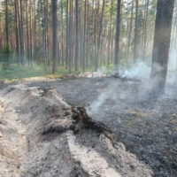 Полтора гектара выгорело в результате лесного пожара