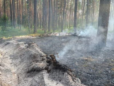 Полтора гектара выгорело в результате лесного пожара