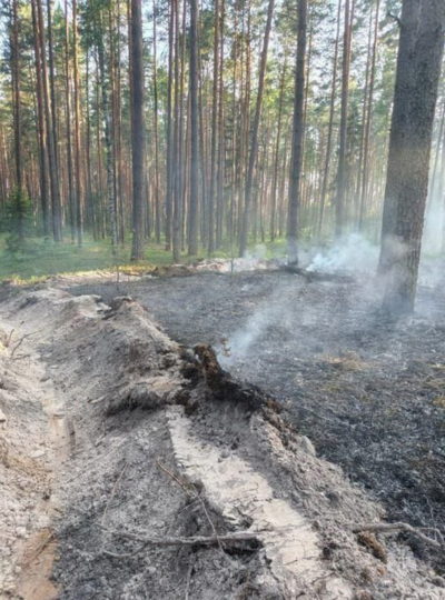 Полтора гектара выгорело в результате лесного пожара