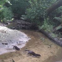Удивительные кадры дикой природы в калужском лесу