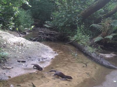 Удивительные кадры дикой природы в калужском лесу Удивительные кадры дикой природы в калужском лесу
