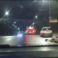 Бродячих коров и лошадей будут отправлять на штрафстоянку Бродячих коров и лошадей будут отправлять на штрафстоянку