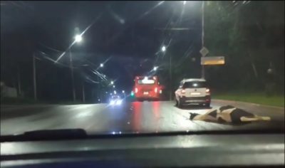 Бродячих коров и лошадей будут отправлять на штрафстоянку Бродячих коров и лошадей будут отправлять на штрафстоянку