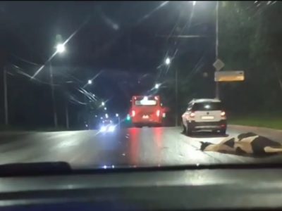 Бродячих коров и лошадей будут отправлять на штрафстоянку