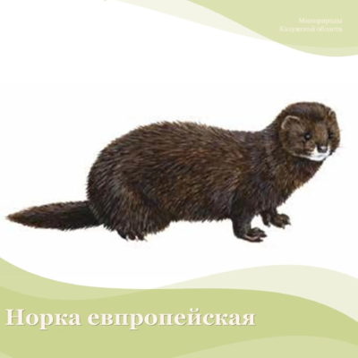 Норка европейская оказались под угрозой исчезновения из-за норки американской Норка европейская оказались под угрозой исчезновения из-за норки американской
