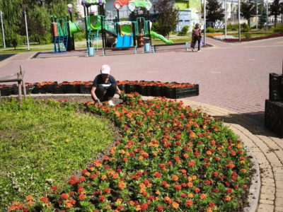 В Калуге высадят более 230 тысяч цветов В Калуге высадят более 230 тысяч цветов