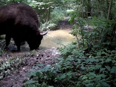 В калужском лесу в кадр попал молодой зубр на водопое В калужском лесу в кадр попал молодой зубр на водопое