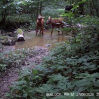Семья лосей попала в фотоловушку «Калужских засек» Семья лосей попала в фотоловушку «Калужских засек»