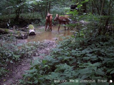 Семья лосей попала в фотоловушку «Калужских засек»