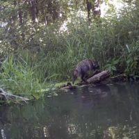 В калужском лесу в фотоловушку попала енотовидная собака с малышом В калужском лесу в фотоловушку попала енотовидная собака с малышом
