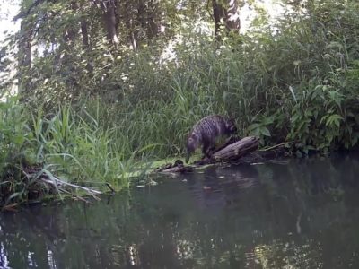 В калужском лесу в фотоловушку попала енотовидная собака с малышом В калужском лесу в фотоловушку попала енотовидная собака с малышом