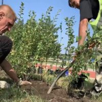 В сквере Волкова высадили живую изгородь из лиственного кустарника В сквере Волкова высадили живую изгородь из лиственного кустарника