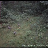 В фотоловушку «Калужских засек» угодила семья серых журавлей В фотоловушку «Калужских засек» угодила семья серых журавлей