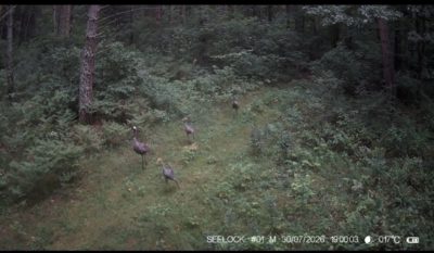 В фотоловушку «Калужских засек» угодила семья серых журавлей В фотоловушку «Калужских засек» угодила семья серых журавлей