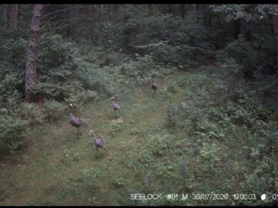 В фотоловушку «Калужских засек» угодила семья серых журавлей В фотоловушку «Калужских засек» угодила семья серых журавлей