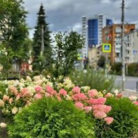 Более 232 тысяч цветов высадили в Калуге с начала года Более 232 тысяч цветов высадили в Калуге с начала года