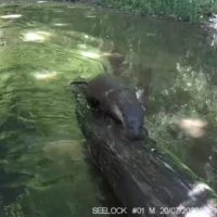 В калужском лесу запечатлели выдру во всей своей красе В калужском лесу запечатлели выдру во всей своей красе