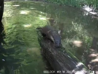 В калужском лесу запечатлели выдру во всей своей красе В калужском лесу запечатлели выдру во всей своей красе