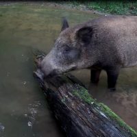 В калужском лесу запечатлели кабанчиков