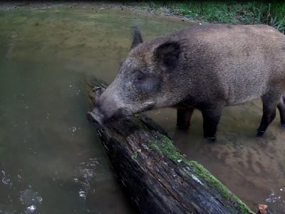 В калужском лесу запечатлели любопытных кабанчиков