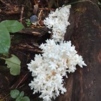 В Калужской области замечены краснокнижные грибы В Калужской области замечены краснокнижные грибы