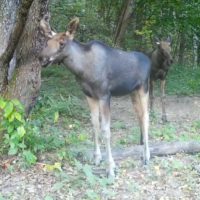 В фотоловушку «Калужских засек» попала лосиха с подросшими лосятами