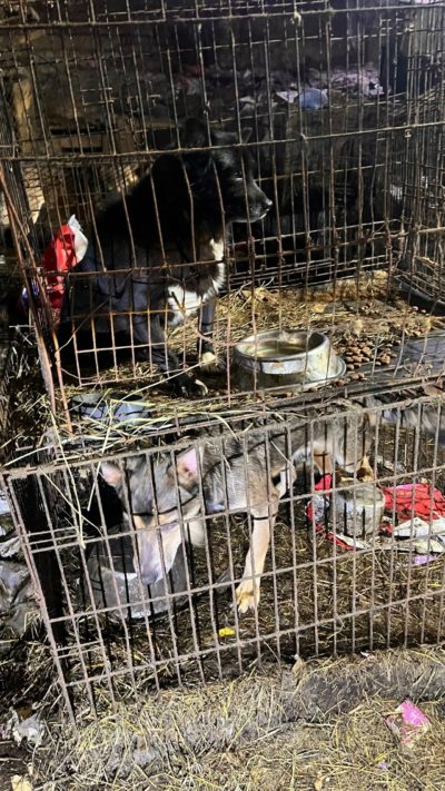 «Остров надежды» проверит полиция