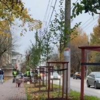 На улице Маршала Жукова высадили яблони