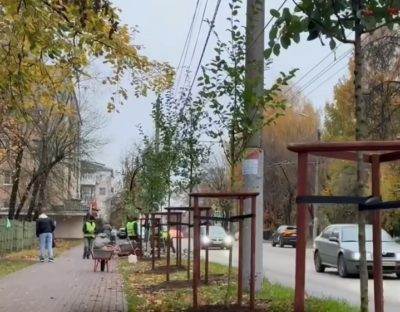 На улице Маршала Жукова высадили яблони