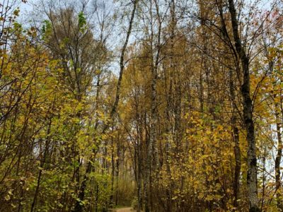 В Калуге ожидается облачная погода с прояснениями до +12°С В Калуге ожидается облачная погода с прояснениями до +12°С