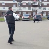 Восьмилетний школьник госпитализирован после нападения собаки Восьмилетний школьник госпитализирован после нападения собаки