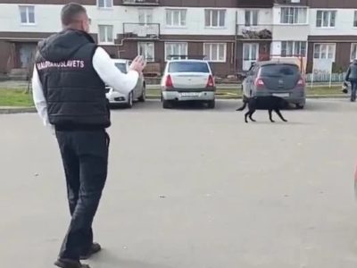Восьмилетний школьник госпитализирован после нападения собаки Восьмилетний школьник госпитализирован после нападения собаки