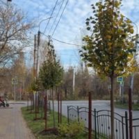 На улице Рылеева началась посадка деревьев