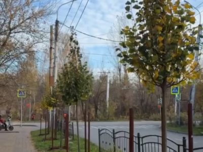 На улице Рылеева началась посадка деревьев На улице Рылеева началась посадка деревьев