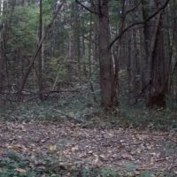 В калужском лесу в фотоловушку попал самый скрытный хищник