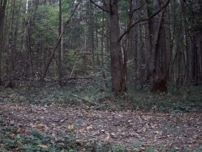 В калужском лесу в фотоловушку попал самый скрытный хищник В калужском лесу в фотоловушку попал самый скрытный хищник