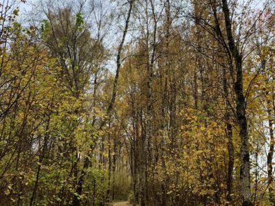 В Калуге ожидается облачная погода до +12°С В Калуге ожидается облачная погода до +12°С